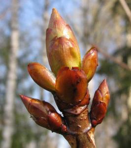 Hobukastan (Aesculus hippocastanum) 