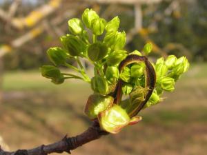 Vaher õitseb (Acer platanoides)